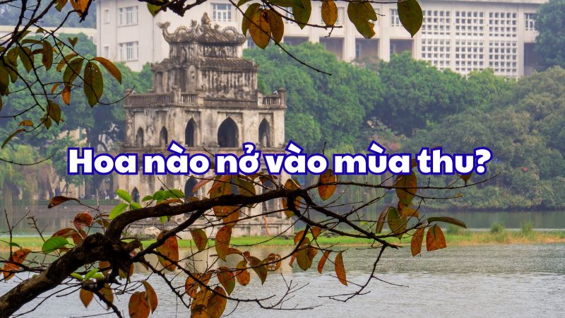 Hoa nào nở vào mùa thu?
