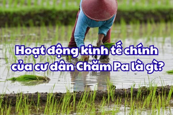 Hoạt động kinh tế chính của cư dân Chăm Pa là