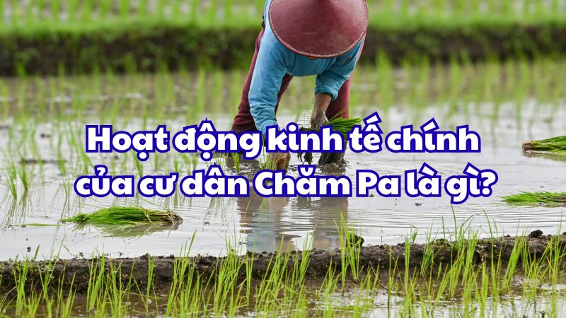 Hoạt động kinh tế chính của cư dân Chăm Pa là