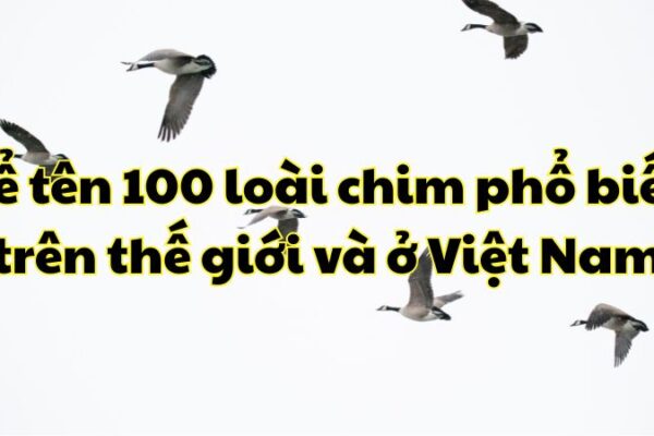 Kể tên 100 loài chim