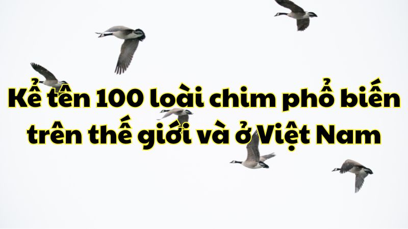 Kể tên 100 loài chim