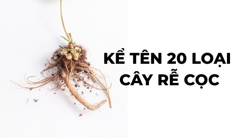 Kể tên 20 loại cây rễ cọc