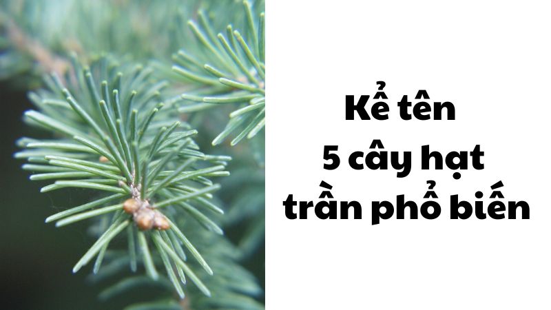 Kể tên 5 cây hạt trần phổ biến