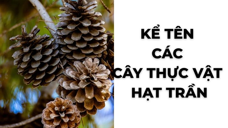 Kể tên các cây thực vật hạt trần