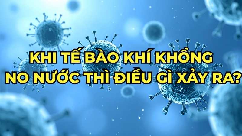 Khi tế bào khí khổng no nước thì điều gì xảy ra?