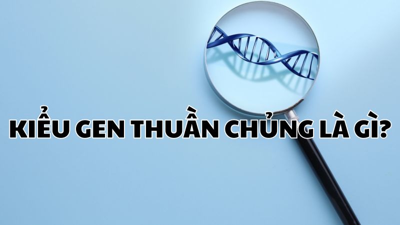 Kiểu gen thuần chủng là gì?