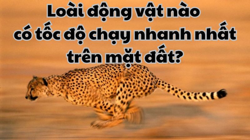 Loài động vật nào có tốc độ chạy nhanh nhất trên mặt đất?