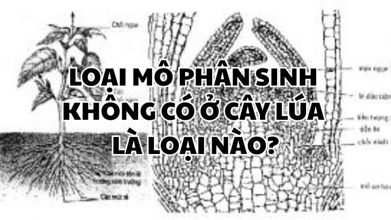 Loại mô phân sinh không có ở cây lúa là loại nào?