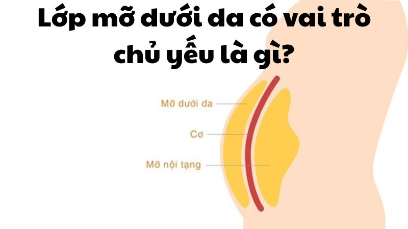 Lớp mỡ dưới da có vai trò chủ yếu là gì?