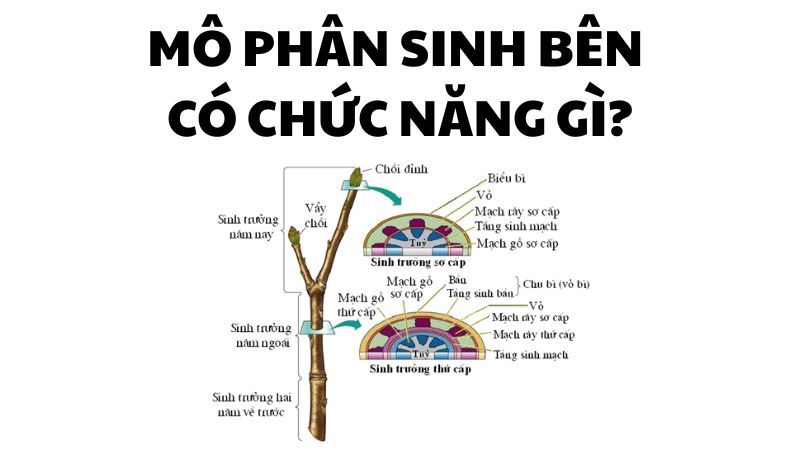 Mô phân sinh bên có chức năng gì?