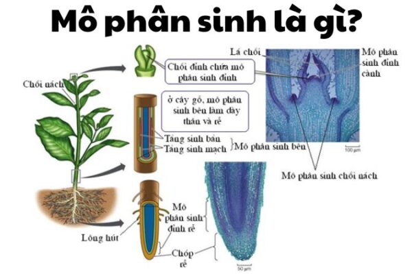 Mô phân sinh là gì?