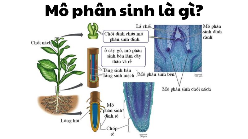 Mô phân sinh là gì?