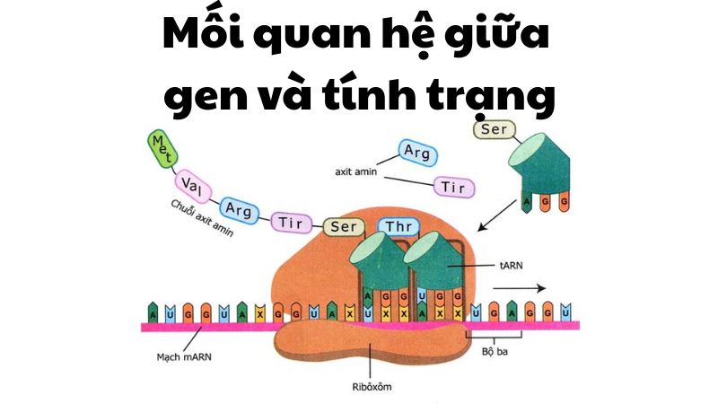 Mối quan hệ giữa gen và tính trạng