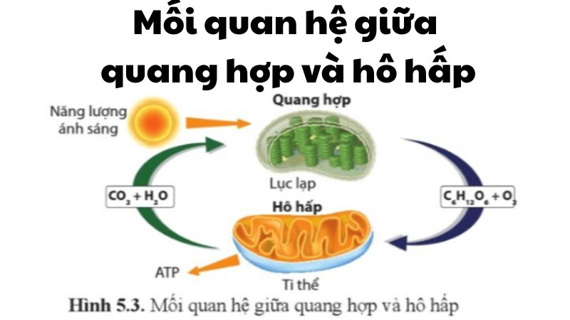 Mối quan hệ giữa quang hợp và hô hấp