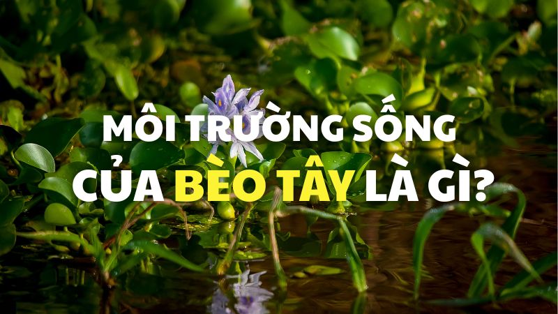 Môi trường sống của bèo tây là gì?