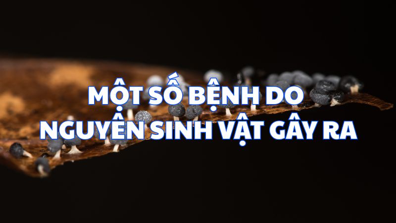 Một số bệnh do nguyên sinh vật gây ra