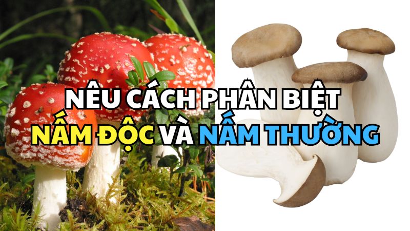 Nêu cách phân biệt nấm độc và nấm thường