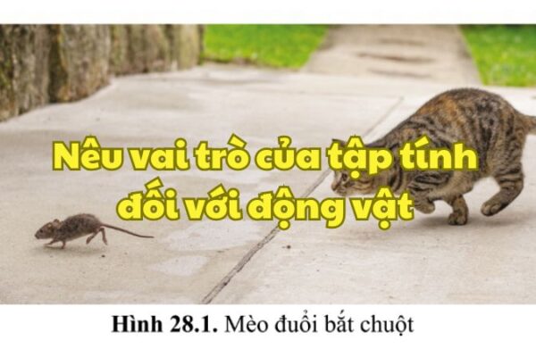Nêu vai trò của tập tính đối với động vật