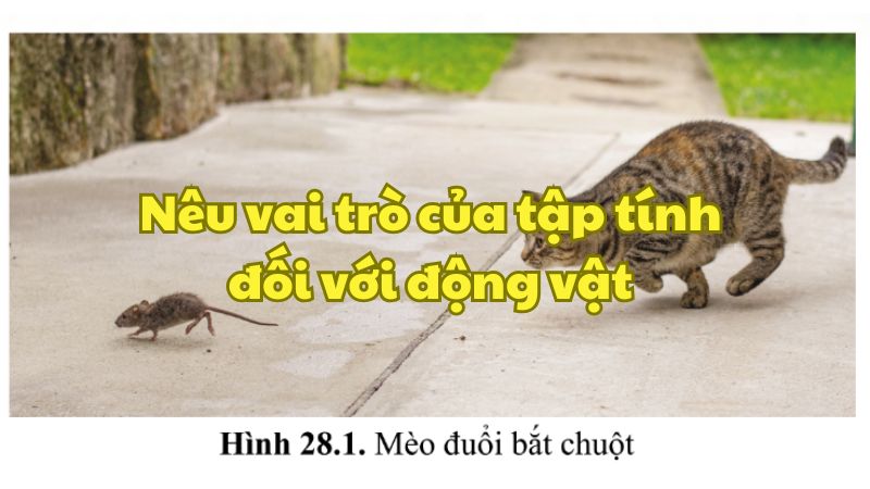 Nêu vai trò của tập tính đối với động vật