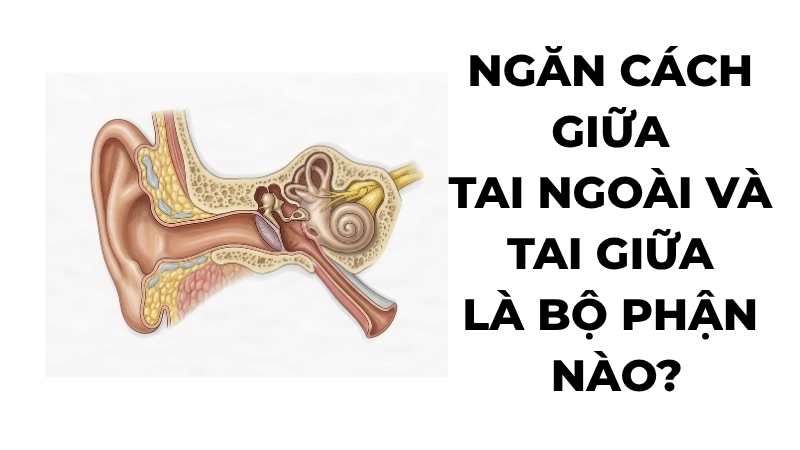 Ngăn cách giữa tai ngoài và tai giữa là bộ phận nào?