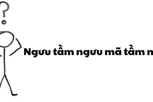 Ngưu tầm ngưu mã tầm mã