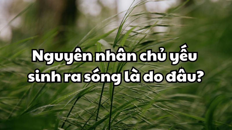Nguyên nhân chủ yếu sinh ra sóng là do đâu?