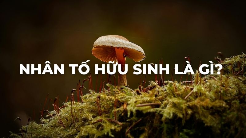 Nhân tố hữu sinh là gì?