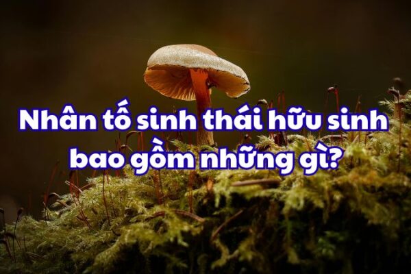 Nhân tố sinh thái hữu sinh bao gồm những gì?