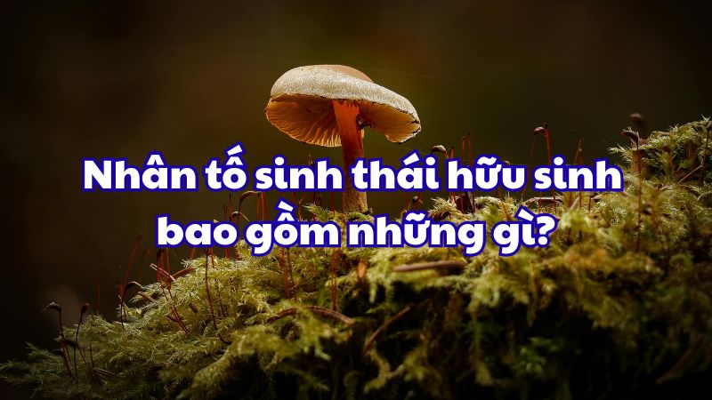 Nhân tố sinh thái hữu sinh bao gồm những gì?