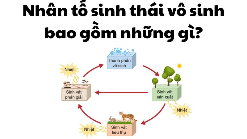 Nhân tố sinh thái vô sinh bao gồm những gì?