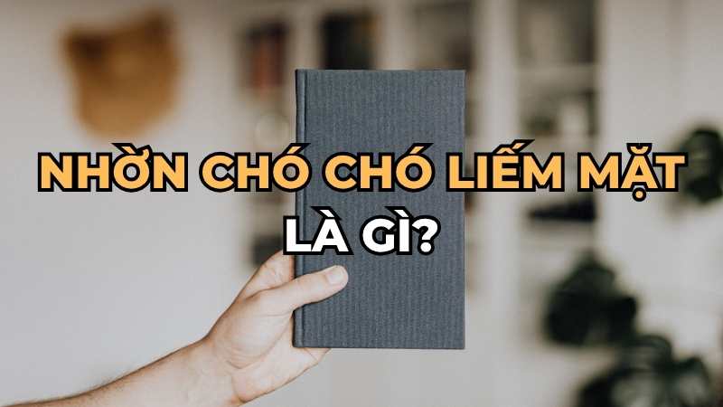 Nhờn chó chó liếm mặt là gì?