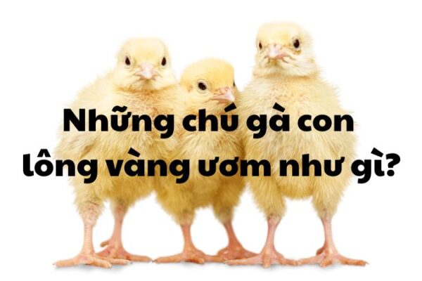 Những chú gà con lông vàng ươm như