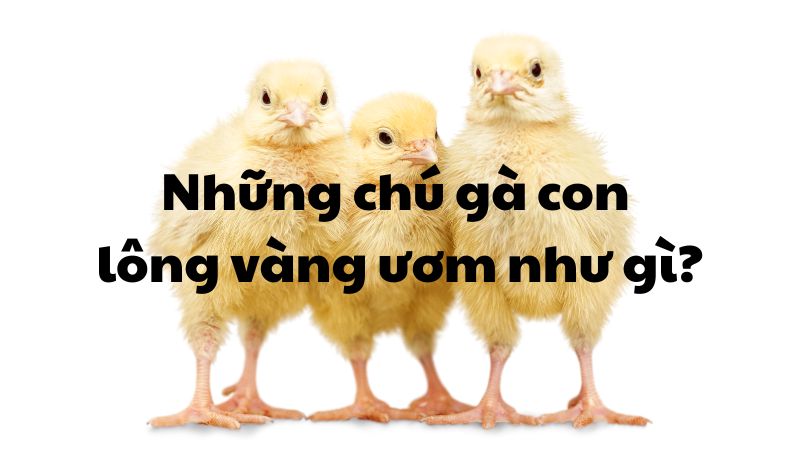 Những chú gà con lông vàng ươm như