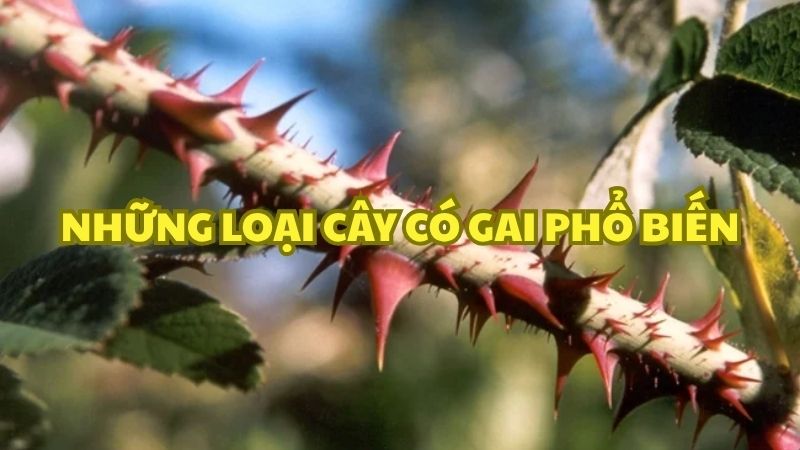 Những loại cây có gai