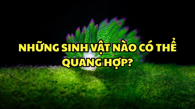 Những sinh vật nào có thể quang hợp?