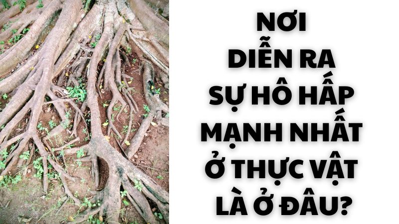 Nơi diễn ra sự hô hấp mạnh nhất ở thực vật là ở đâu?