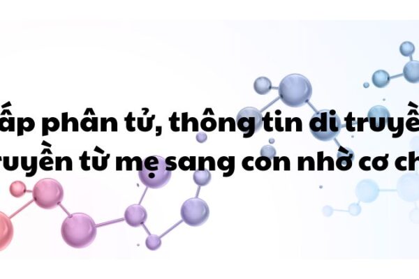 Ở cấp độ phân tử thông tin di truyền được truyền từ tế bào mẹ sang tế bào con nhờ cơ chế