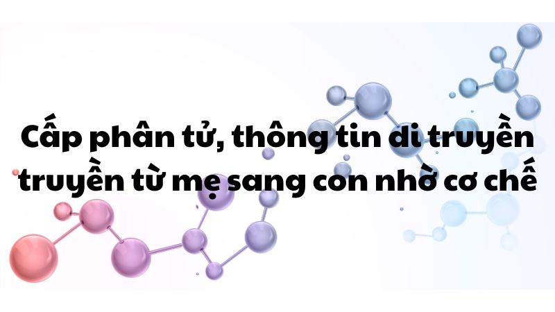 Ở cấp độ phân tử thông tin di truyền được truyền từ tế bào mẹ sang tế bào con nhờ cơ chế