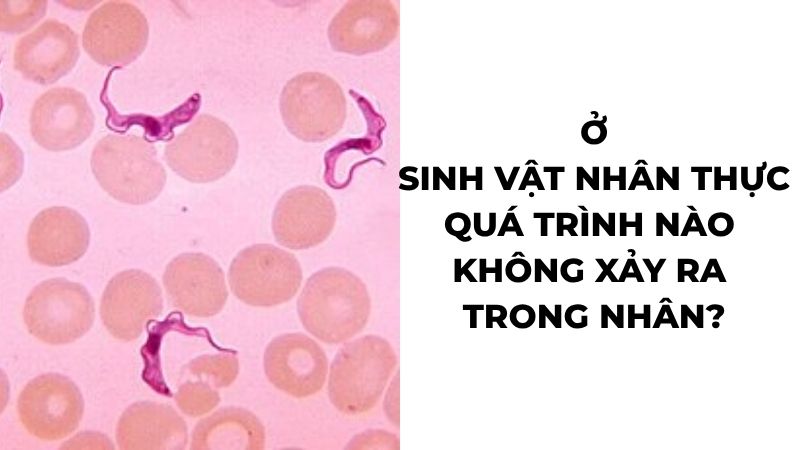 Ở sinh vật nhân thực quá trình nào không xảy ra trong nhân?