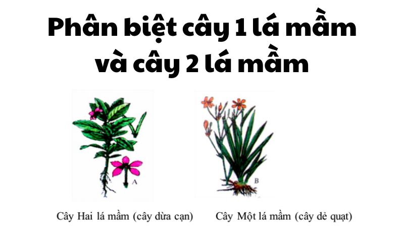 Phân biệt cây 1 lá mầm và cây 2 lá mầm