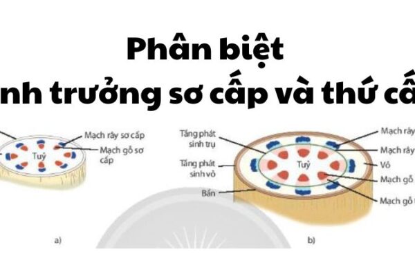 Phân biệt sinh trưởng sơ cấp và thứ cấp