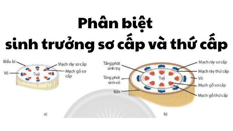 Phân biệt sinh trưởng sơ cấp và thứ cấp