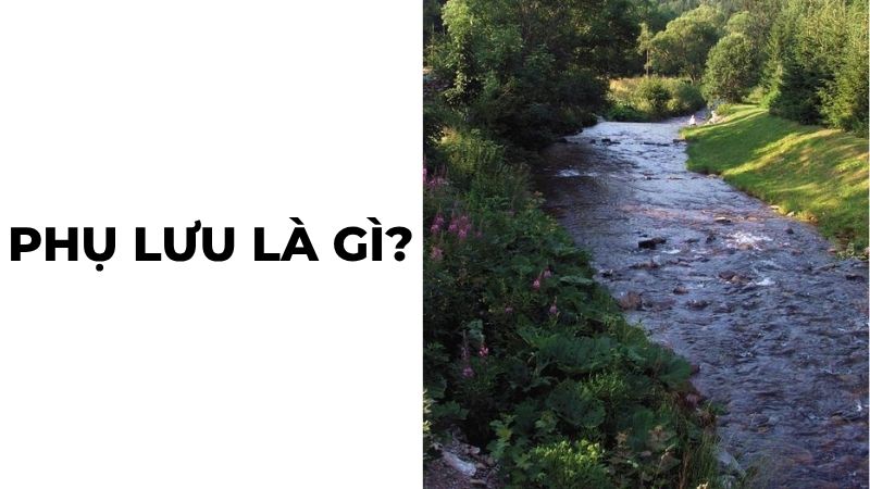 Phụ lưu là gì?