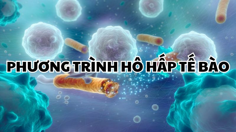Phương trình hô hấp tế bào