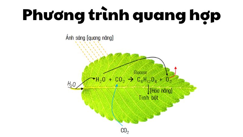 Phương trình quang hợp