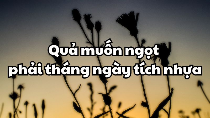 Quả muốn ngọt phải tháng ngày tích nhựa