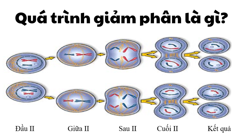 Quá trình giảm phân là gì?