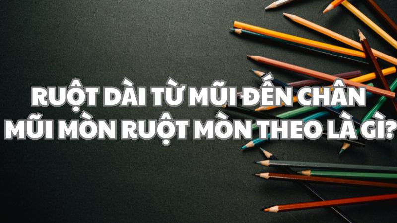 Ruột dài từ mũi đến chân mũi mòn ruột mòn theo là gì?
