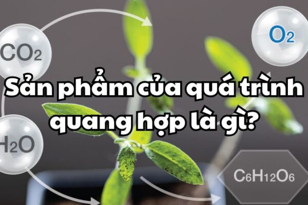 Sản phẩm của quá trình quang hợp