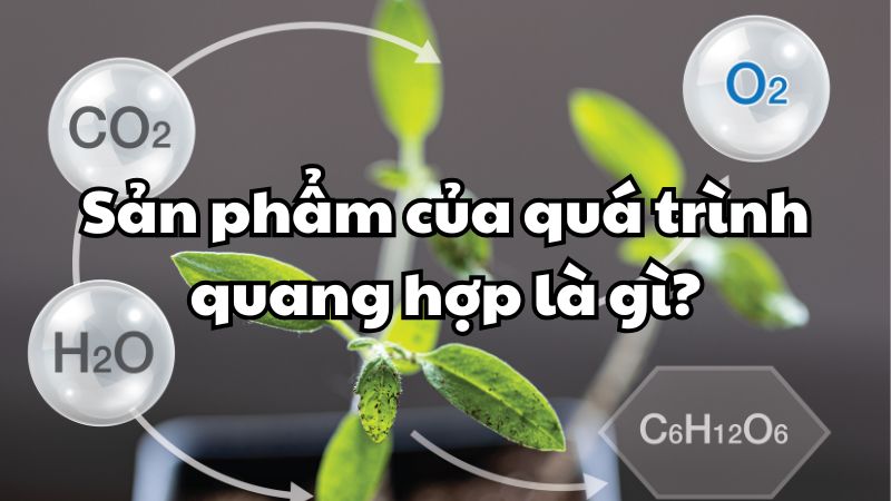 Sản phẩm của quá trình quang hợp